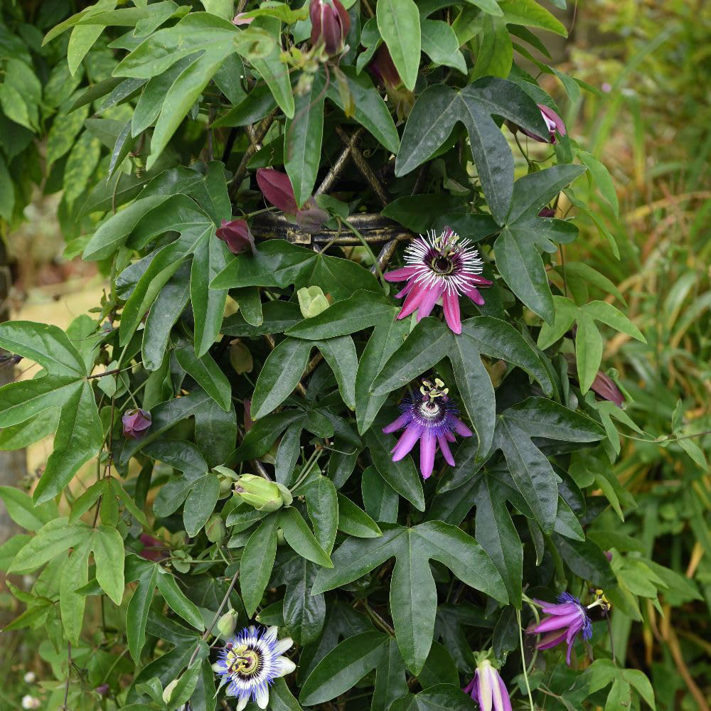 Thompson and Morgan Passiflora Passion Flower Violacea Victoria Plant in Pot 2L Image 2