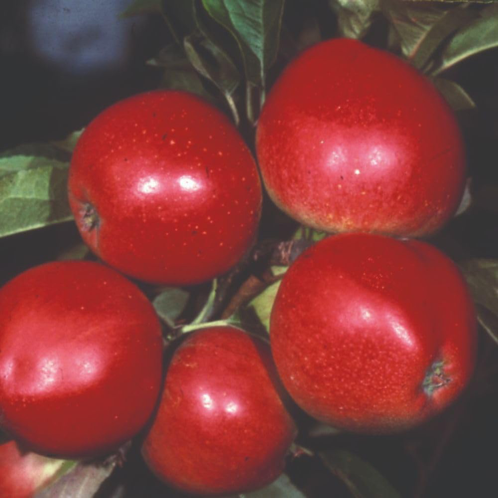 Thompson and Morgan Apple Tree Worcester Pearmain Bare Root Tree 2 Pack Image 2