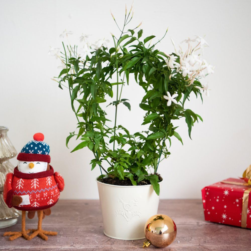 Thompson and Morgan Christmas Gift Jasmine on a Hoop in Pot 12cm Image 1
