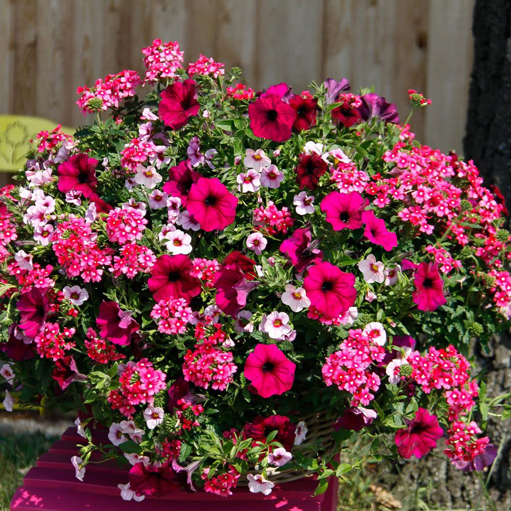 Thompson and Morgan Eton Mess Preplanted Hanging Basket 25cm Image 3