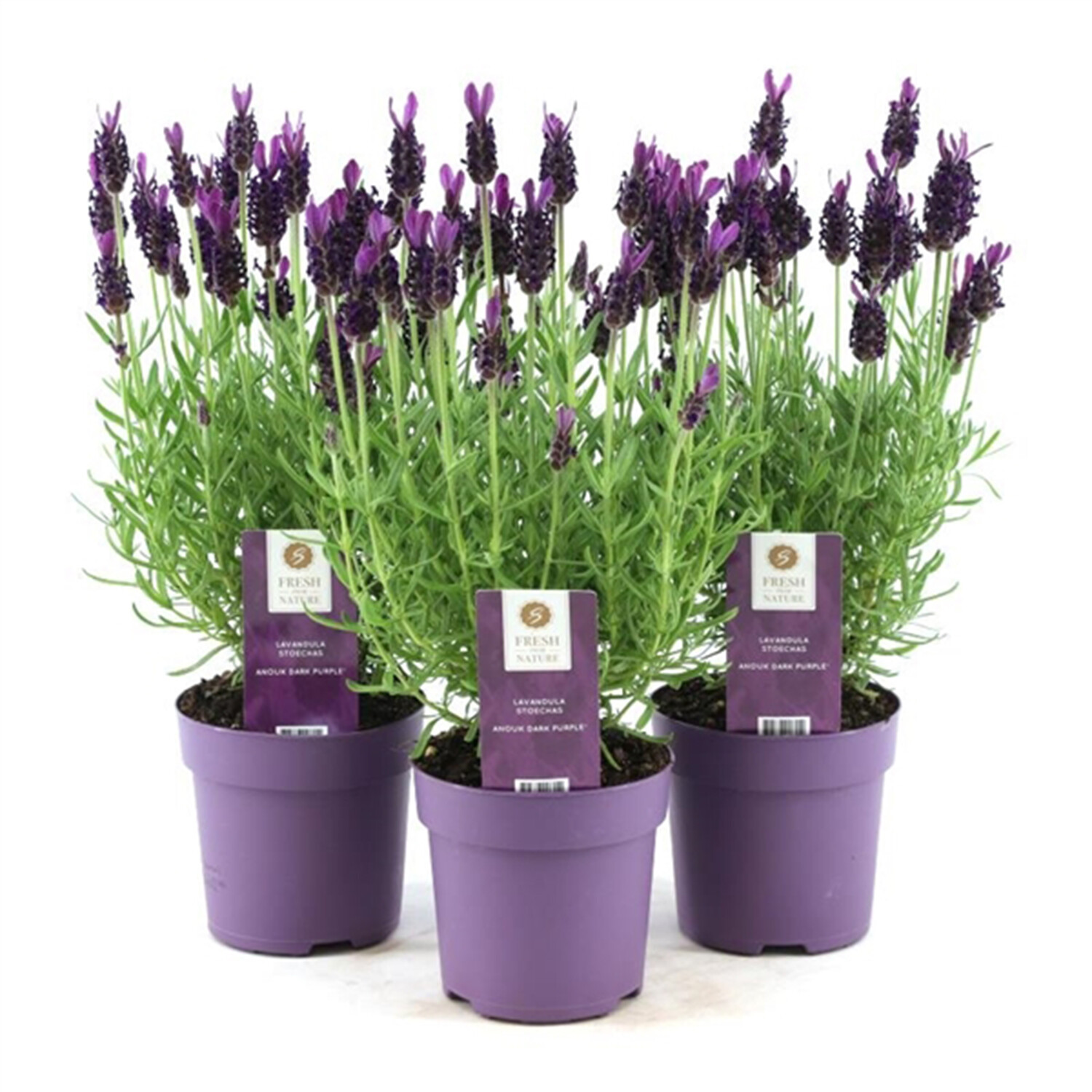 Lavender St. Anouk Dark Purple - Dark Purple Image