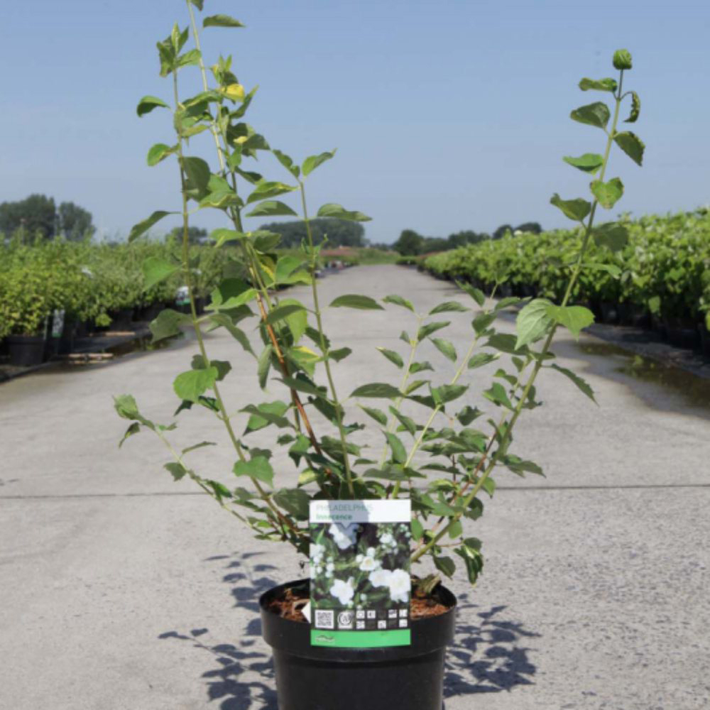 Thompson and Morgan Philadelphus Innocence Plant Pot 3.6L Image 5