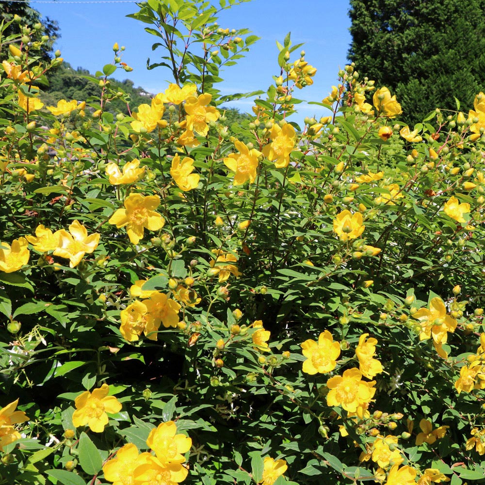 YouGarden Summer Flowering Hardy Shrub Collection 6 Pack Image 6