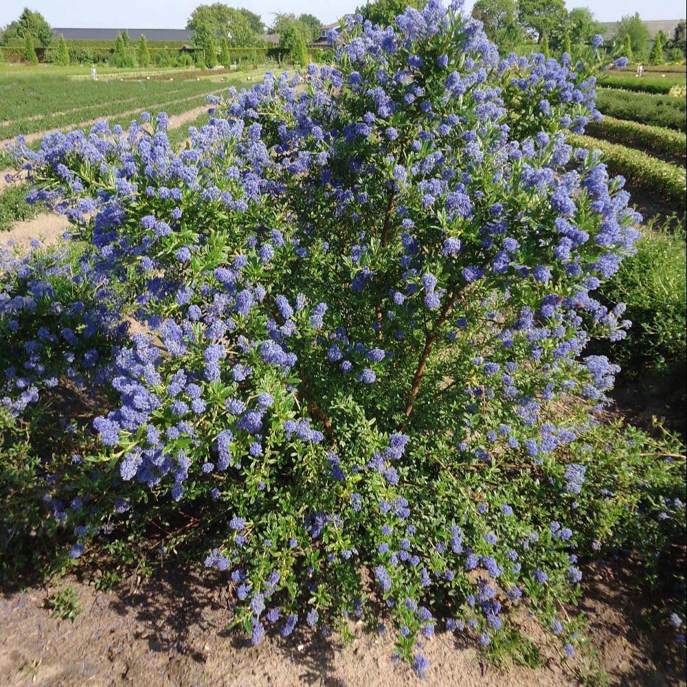 Thompson and Morgan Ceanothus Concha Plant Pot 10L 2 Pack Image 4