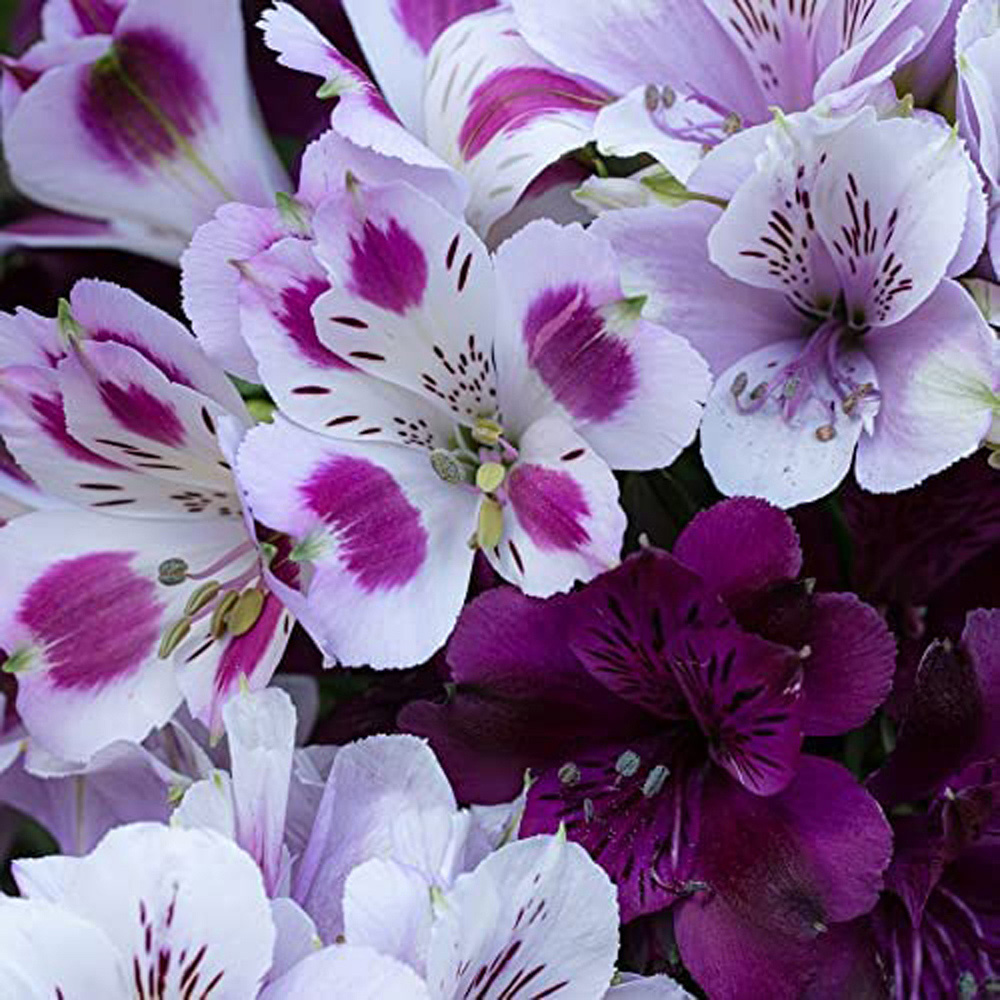 Thompson and Morgan Alstroemeria Inticancha Purple Passion Collection Jumbo Plugs 6 Pack Image 3