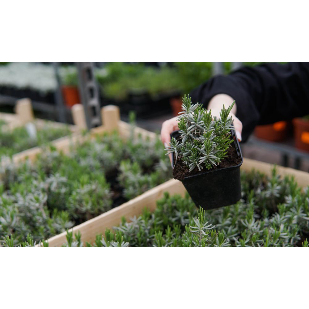 Thompson and Morgan Lavender Angustifolia Rosea Plant Pot 9cm 2 Pack Image 3