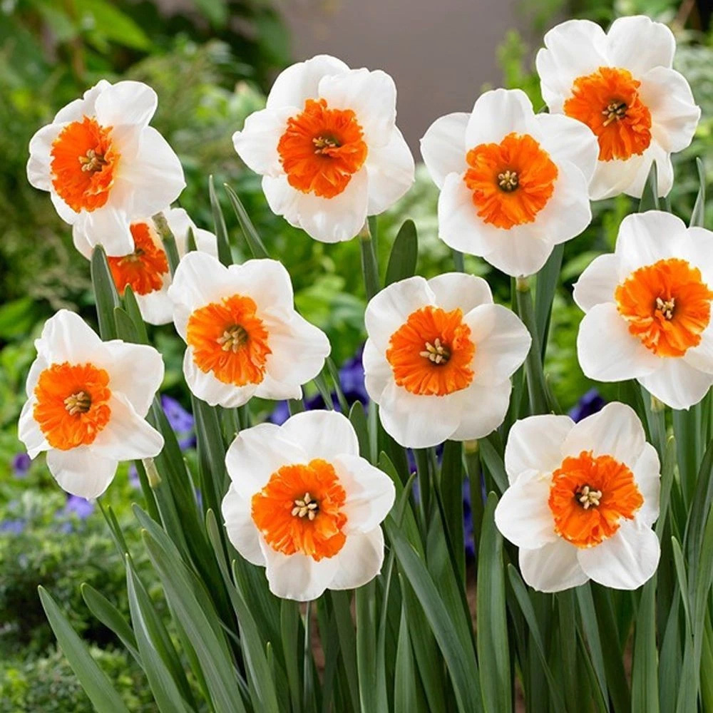 Thompson and Morgan Daffodil Bella Vista Planting Bulb 16 Pack Image 4