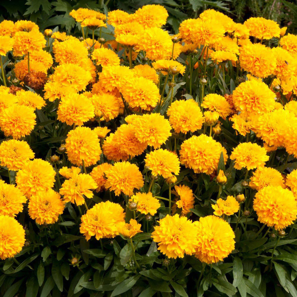 Thompson and Morgan Best Value Rainbow Perennial Collection Plug Plant 72 Pack Image 3