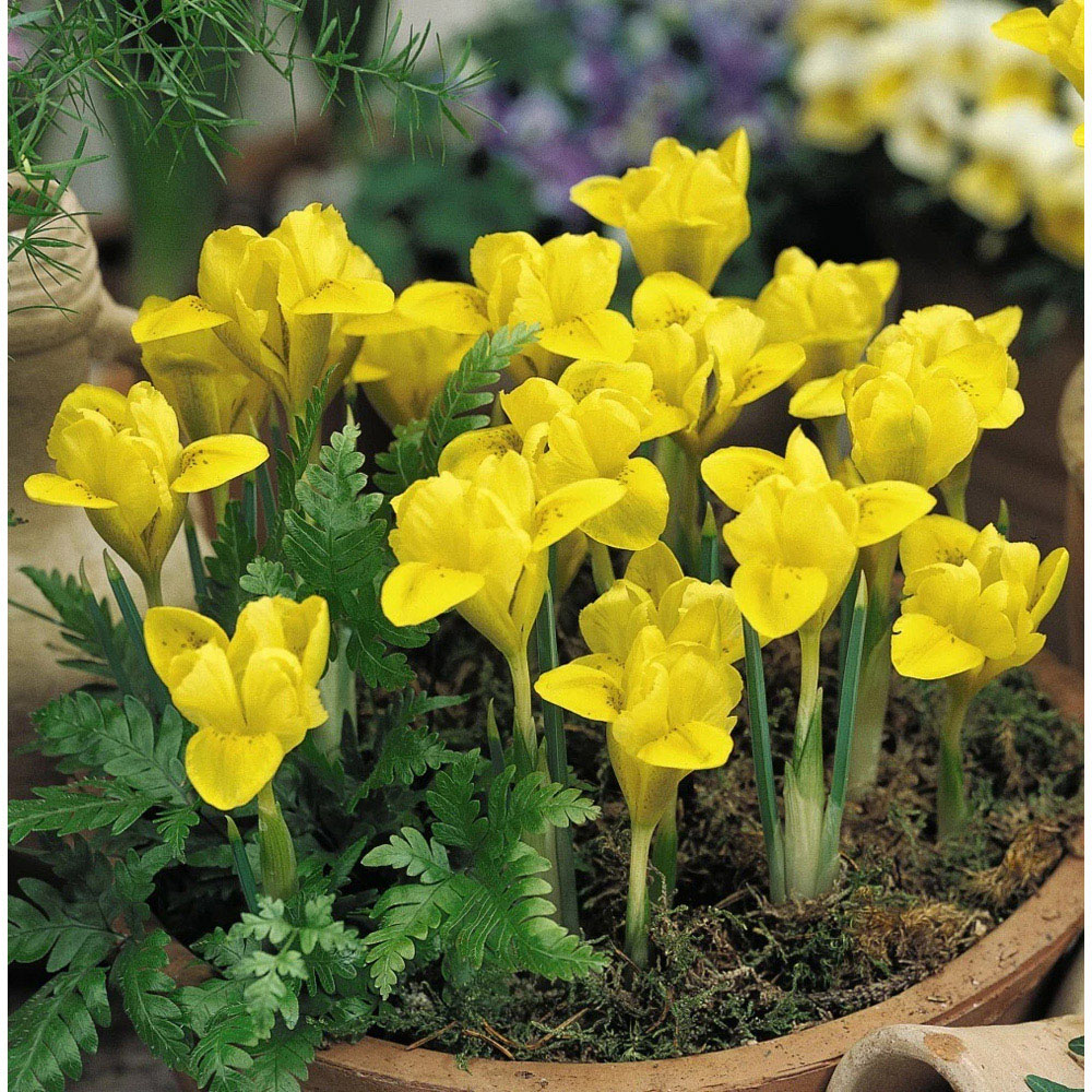 Thompson and Morgan Iris Dwarf Danfordiae Autumn Planting Bulb 40 Pack Image 2