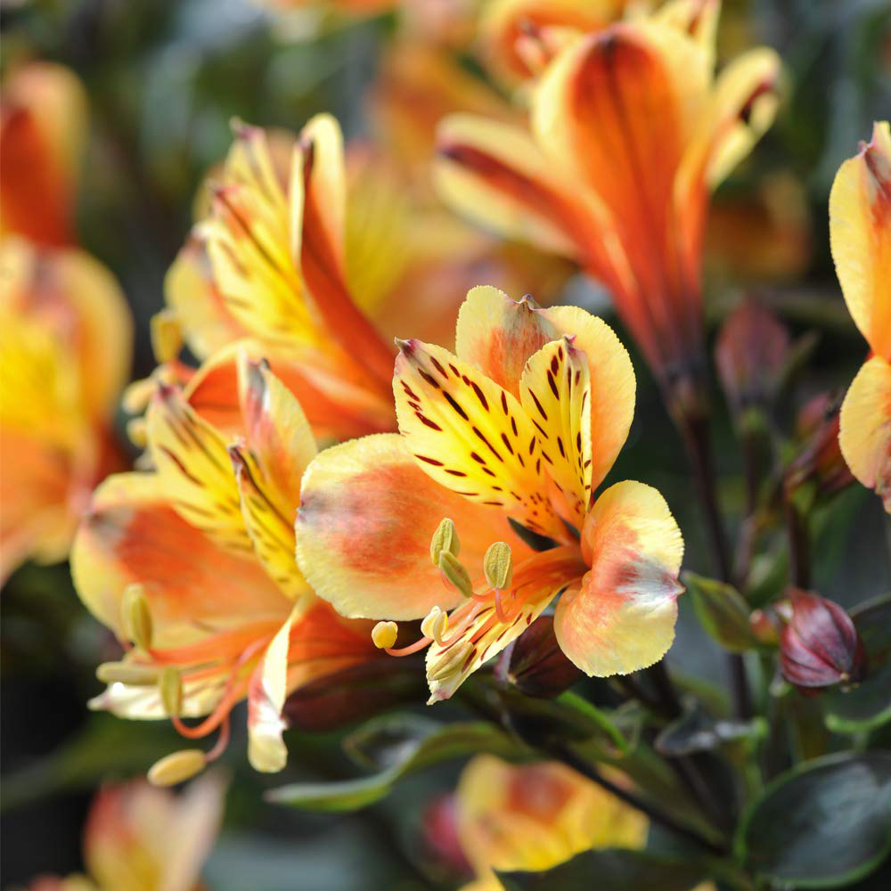 Thompson and Morgan Alstroemeria Hardy Summer Breeze Plug Plant 3 Pack Image 1