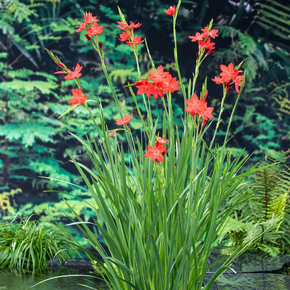Thompson and Morgan Schizostylis Coccinea Major Plant Pot 9cm Image 2
