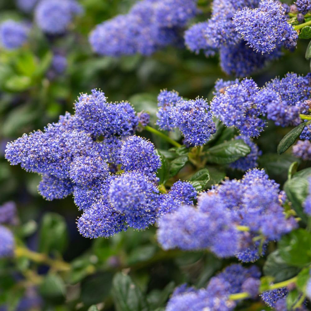 Thompson and Morgan Ceanothus Yankee Point Plant Pot 10L 2 Pack Image 1