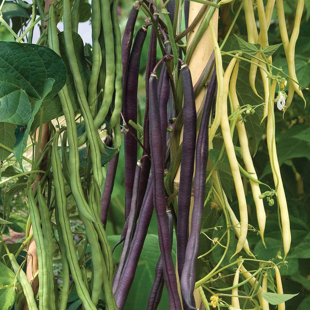 Thompson and Morgan Climbing French Bean Mixed Colour Seeds Image 1
