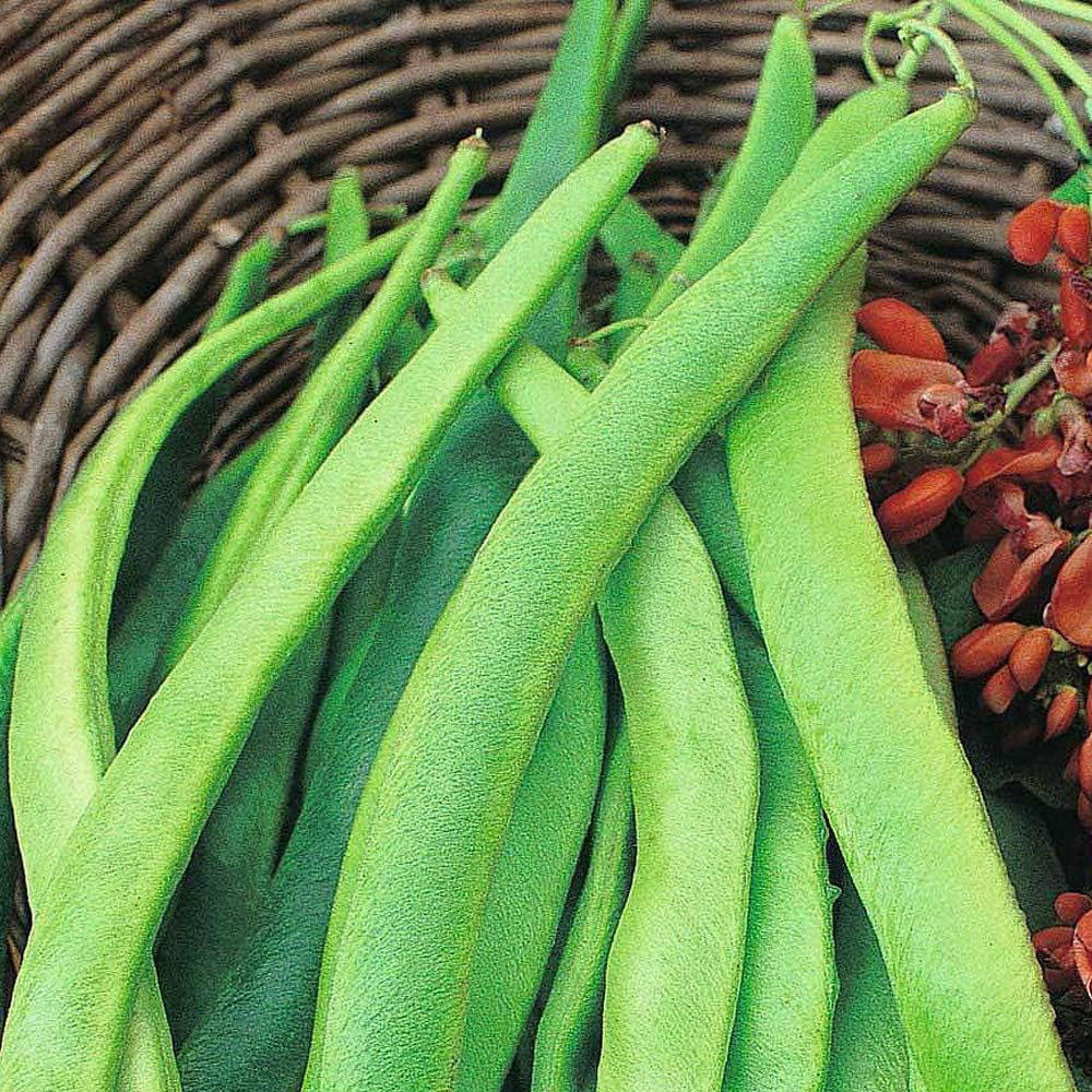 Thompson & Morgan Runner Bean Enorma Seeds Image