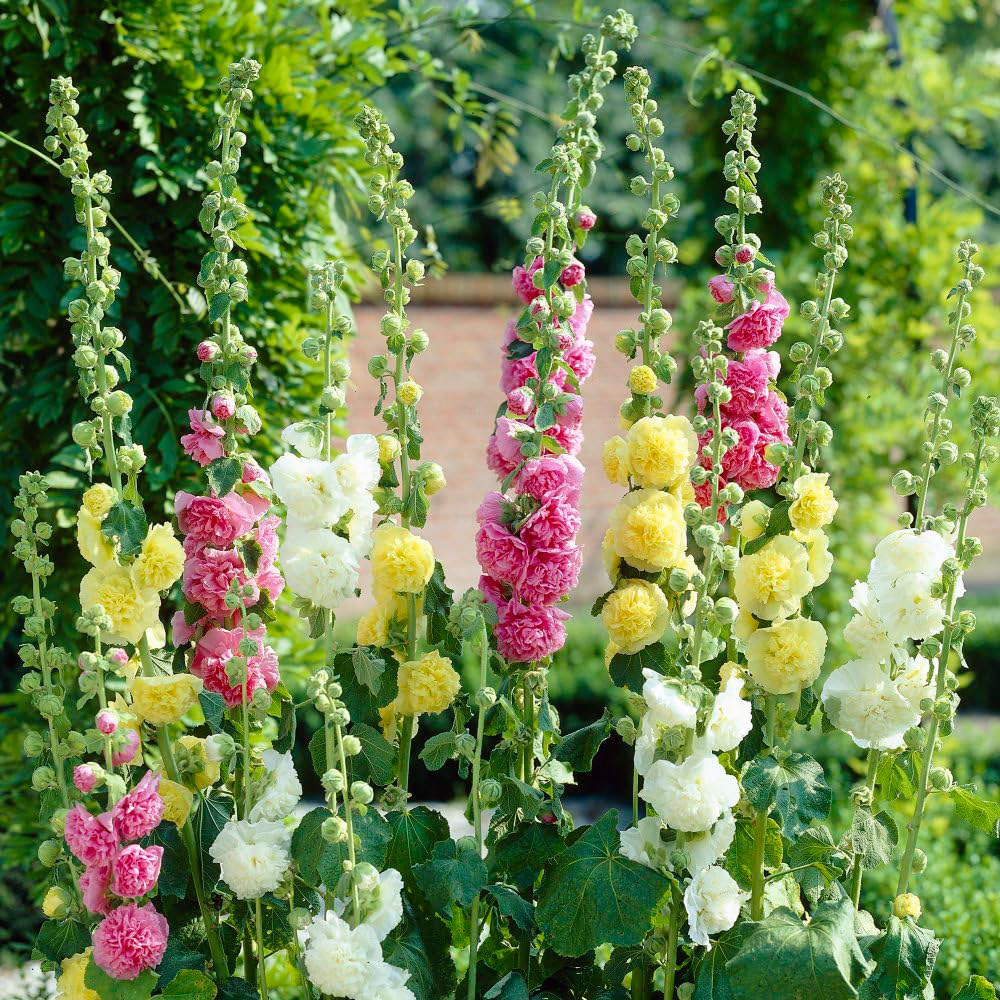 Thompson and Morgan Hollyhock Alcea Chaters Double Mixed Plant Pot 1L 3 Pack Image 5
