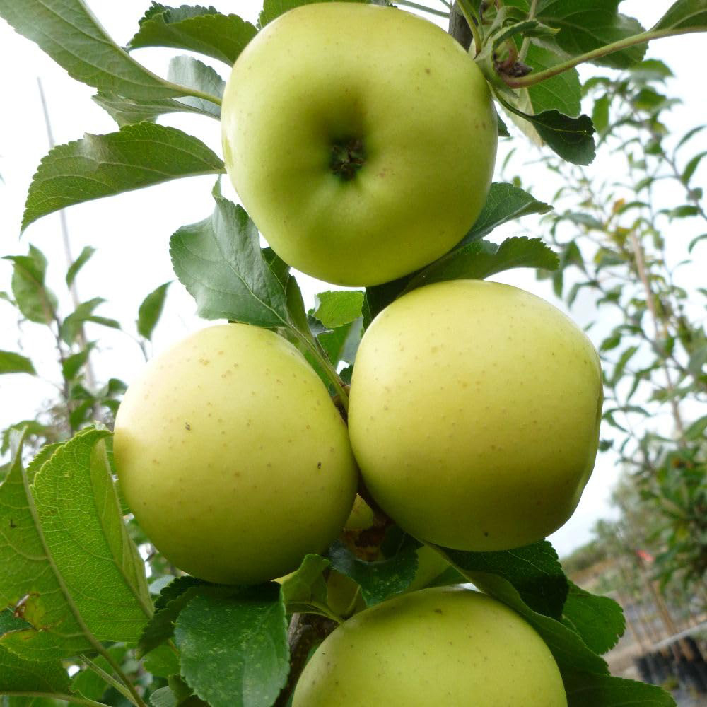 Thompson and Morgan Apple Greensleeves MM106 Rootstock Bare Root Tree 2 Pack Image 2