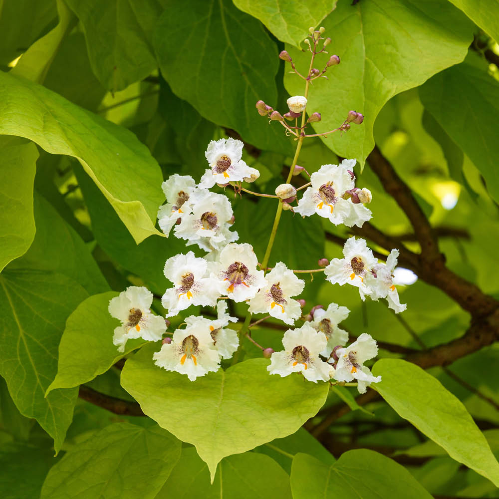 YouGarden Golden Indian Bean Tree Catalpa Bignonioides Aurea Plant Pot 5L Image 4