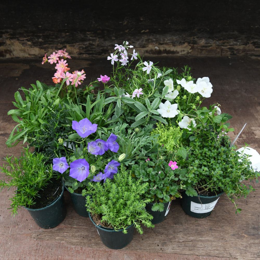 Thompson & Morgan Nurserymans Choice Alpine Mix Jumbo Plant Plug 10 Pack Image 7