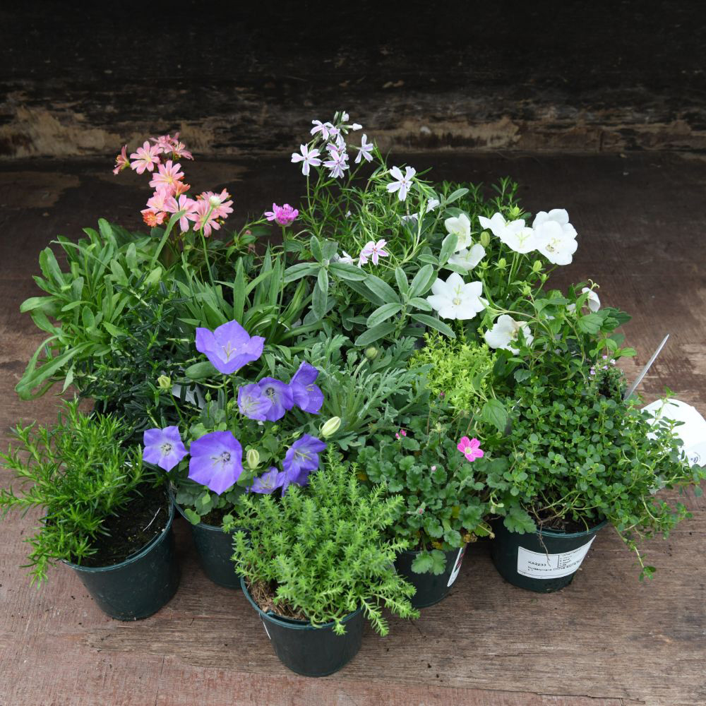 Thompson & Morgan Nurserymans Choice Alpine Mix Jumbo Plant Plug 5 Pack Image 7