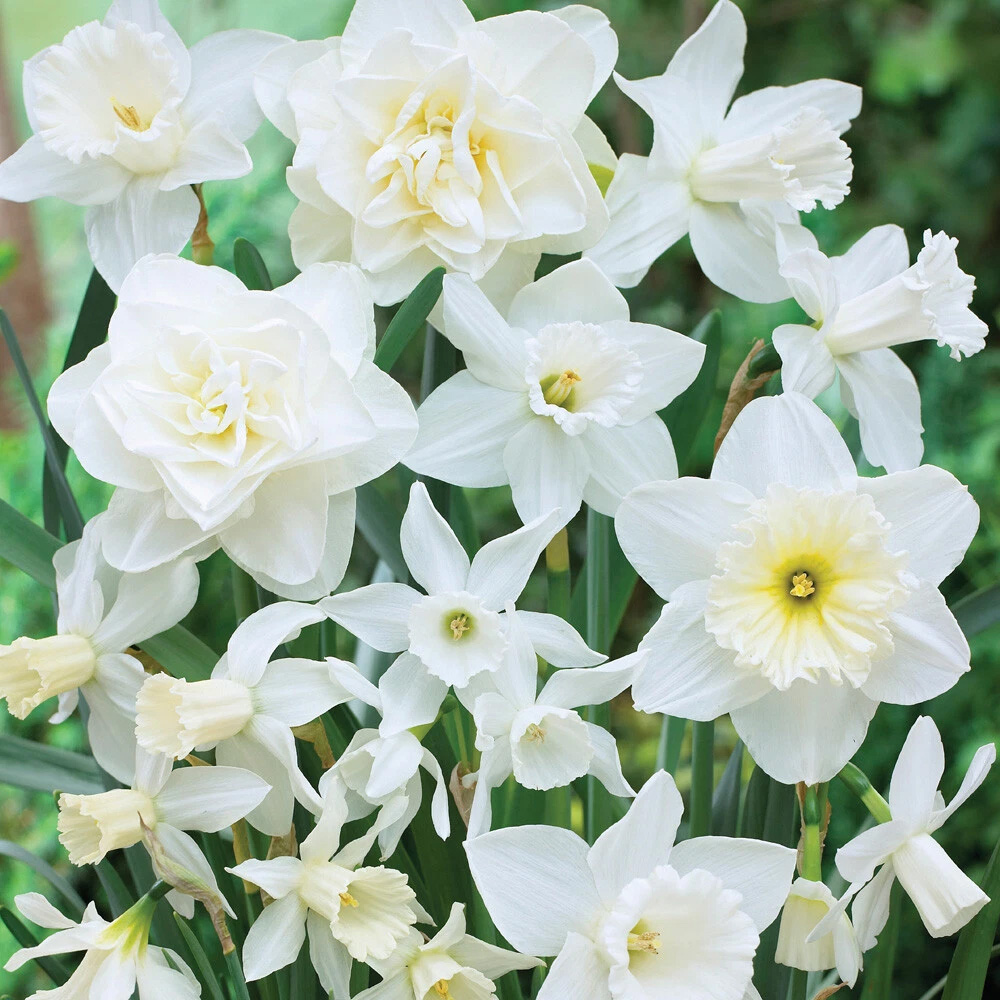 Thompson and Morgan Daffodil White Lion Autumn Planting Bulb 8 Pack Image 4