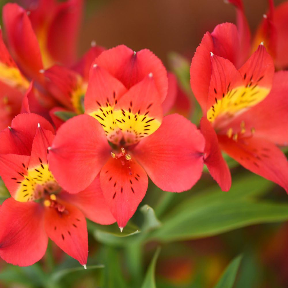 Thompson & Morgan Alstroemeria Summer Heat Jumbo Plant Plug Image 3