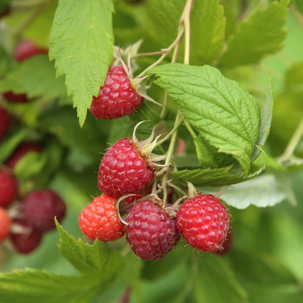 Thompson & Morgan Raspberry Rubus Idaeus Glen Ample Cane Plant 3 Pack Image