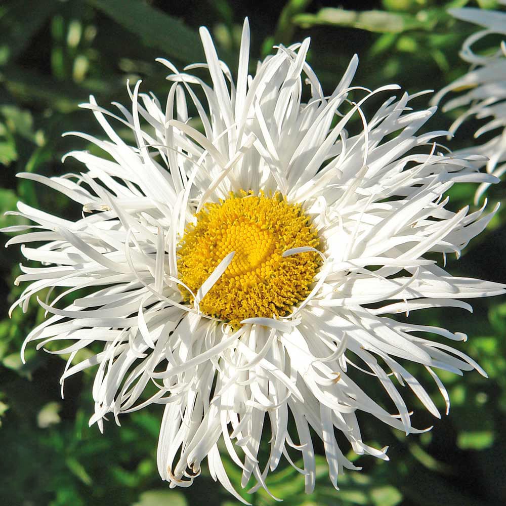 Thompson and Morgan Leucanthemum Crazy Daisy Plant Plug 24 Pack Image 3