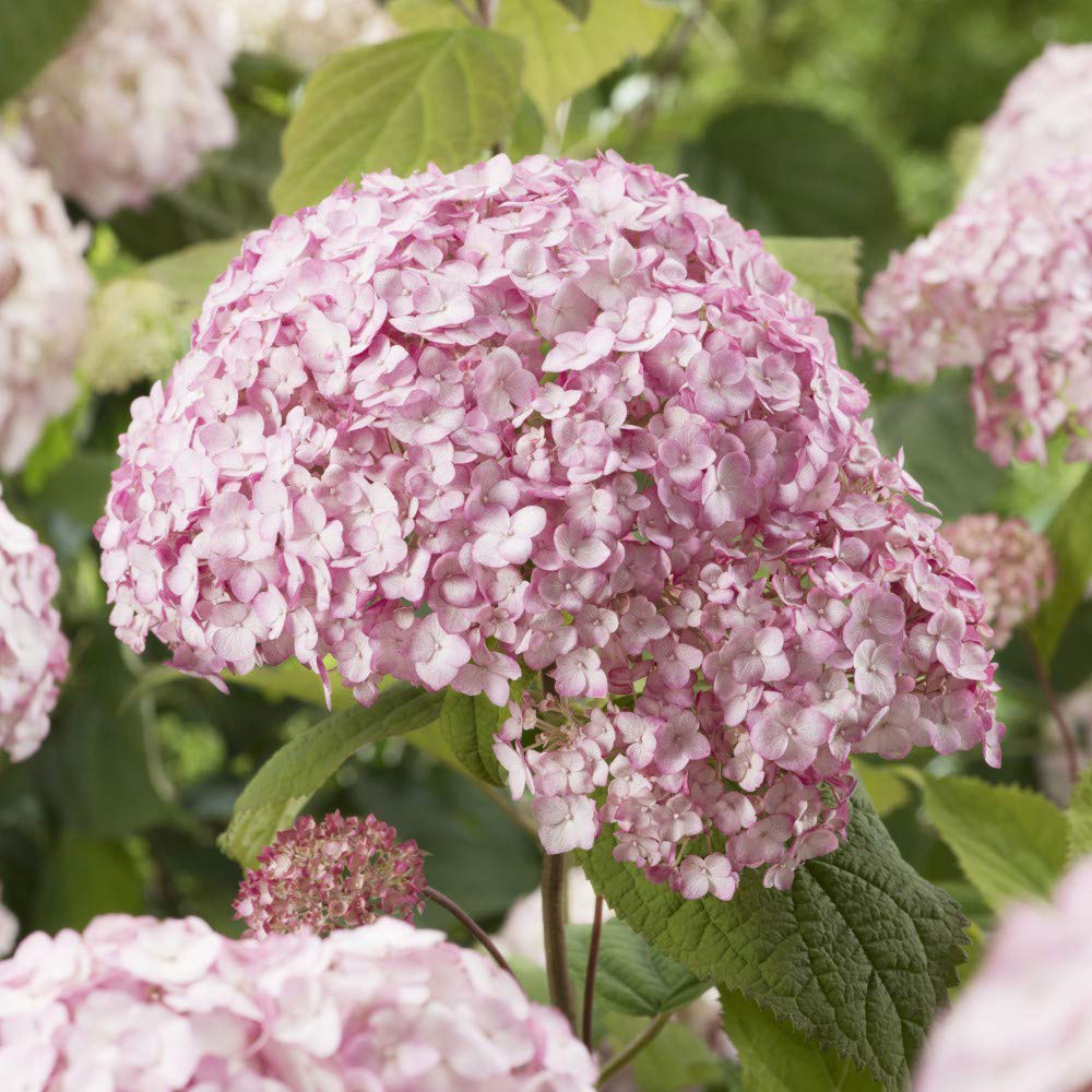 Thompson and Morgan Hydrangea Arb Candybelle Bubblegum Plant Pot 9cm Image 1