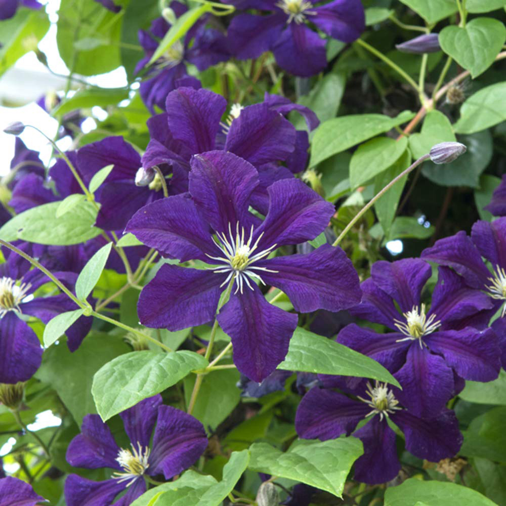 Thompson and Morgan Clematis Viticella Etoile Violette Plant Pot 2L Image 1