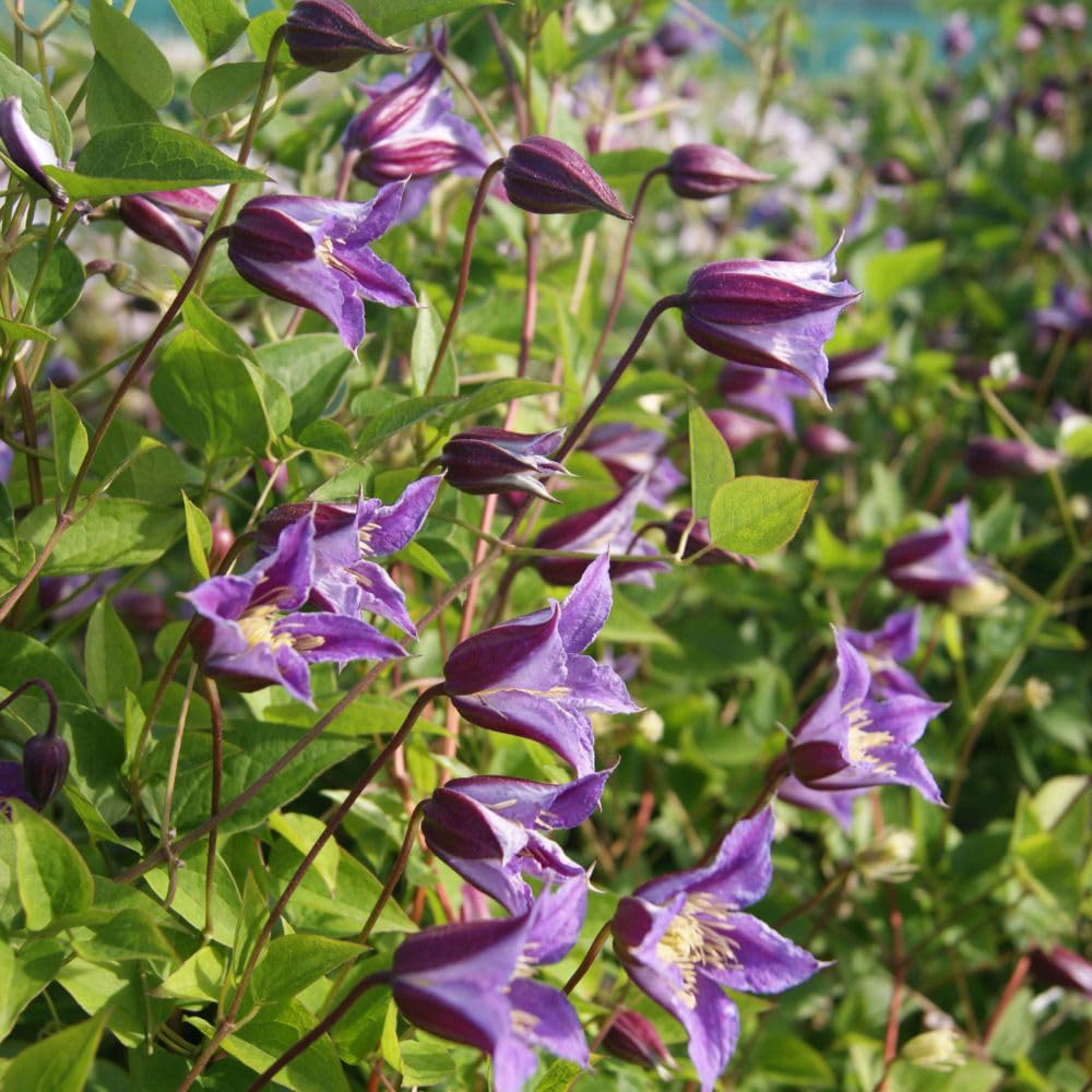 Thompson and Morgan Clematis Texensis Prince William Plant Pot 7cm 3 Pack Image 1