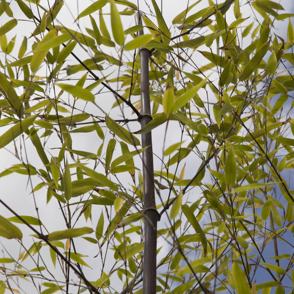 wilko Black Bamboo Plant Pot 3L Image 1