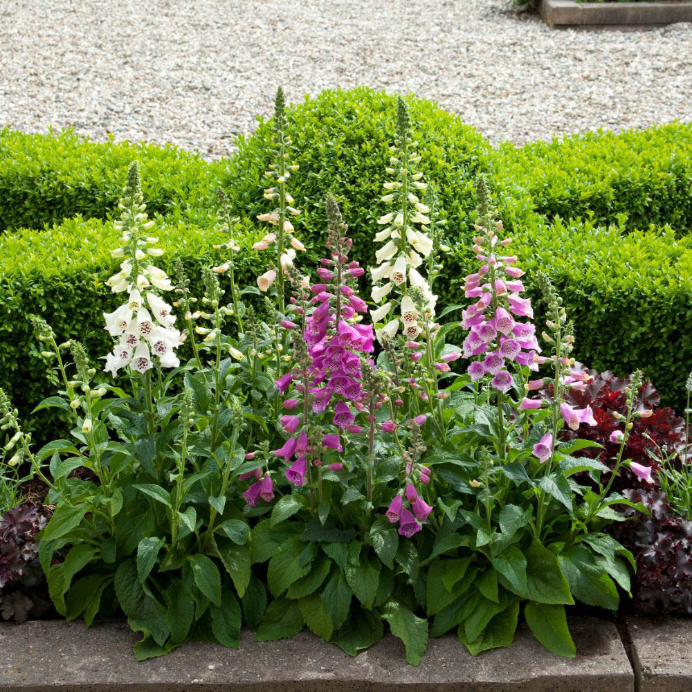 Thompson and Morgan Foxglove Digitalis Dalmatian Mixed Plant Plug 72 Pack Image 4