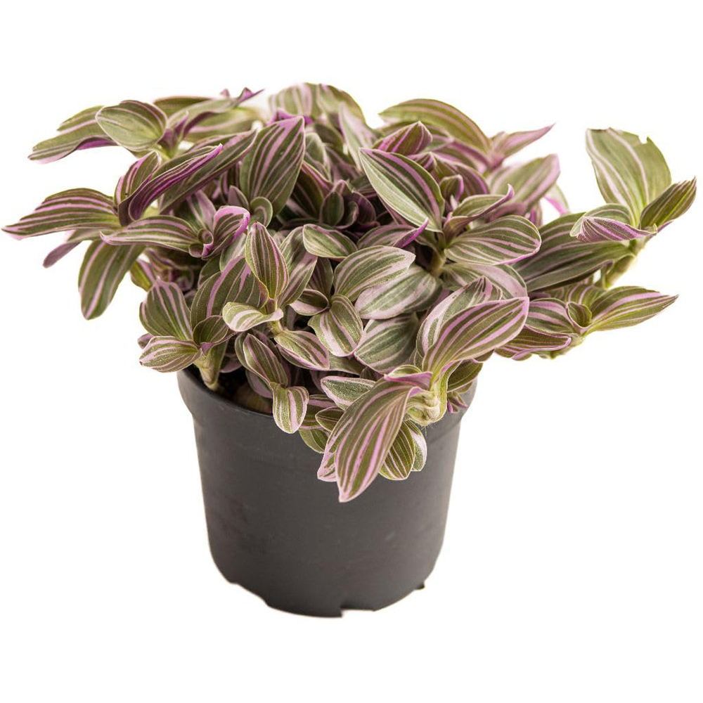 Thompson and Morgan Tradescantia Nanouk Plant Pot 12cm Image 2