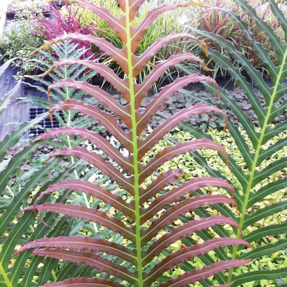 Thompson and Morgan Fern Blechnum Volcano Plant Pot 9cm 2 Pack Image 1