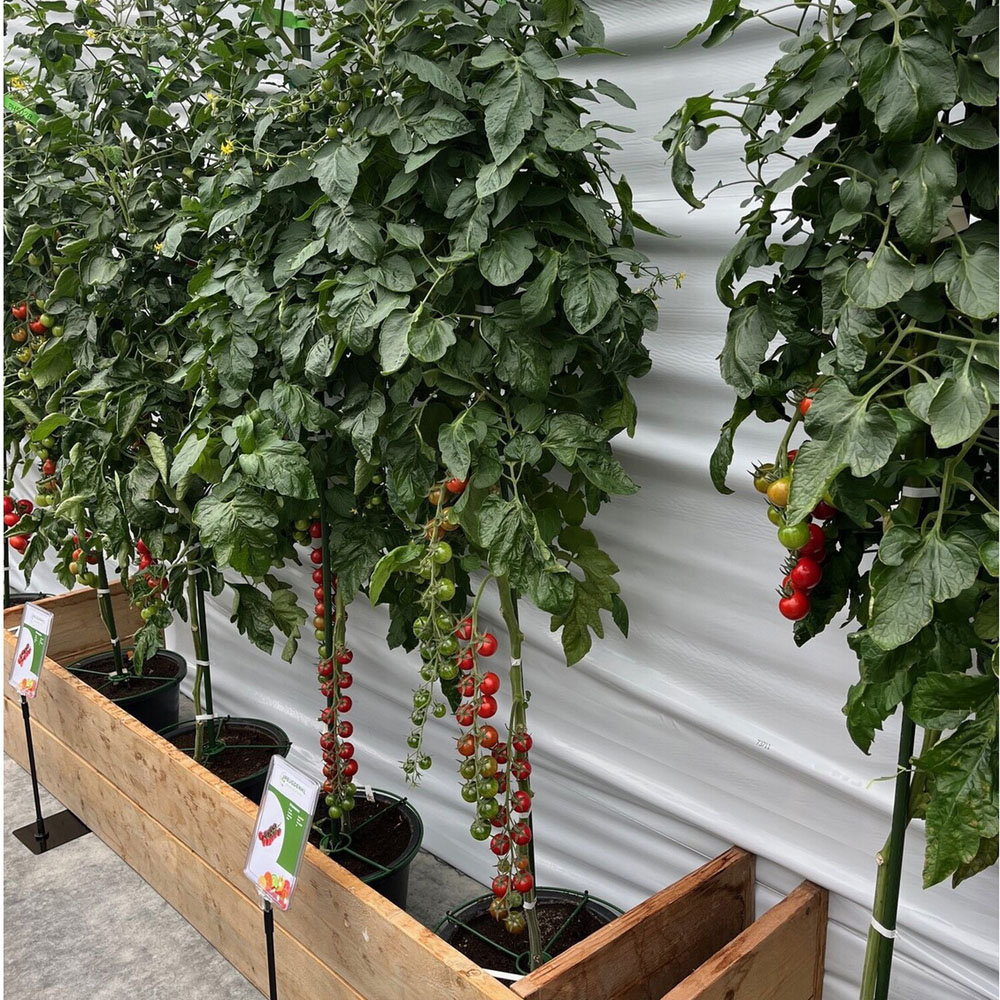 Grow Like a Pro Garden Vegetable Plants Image 2