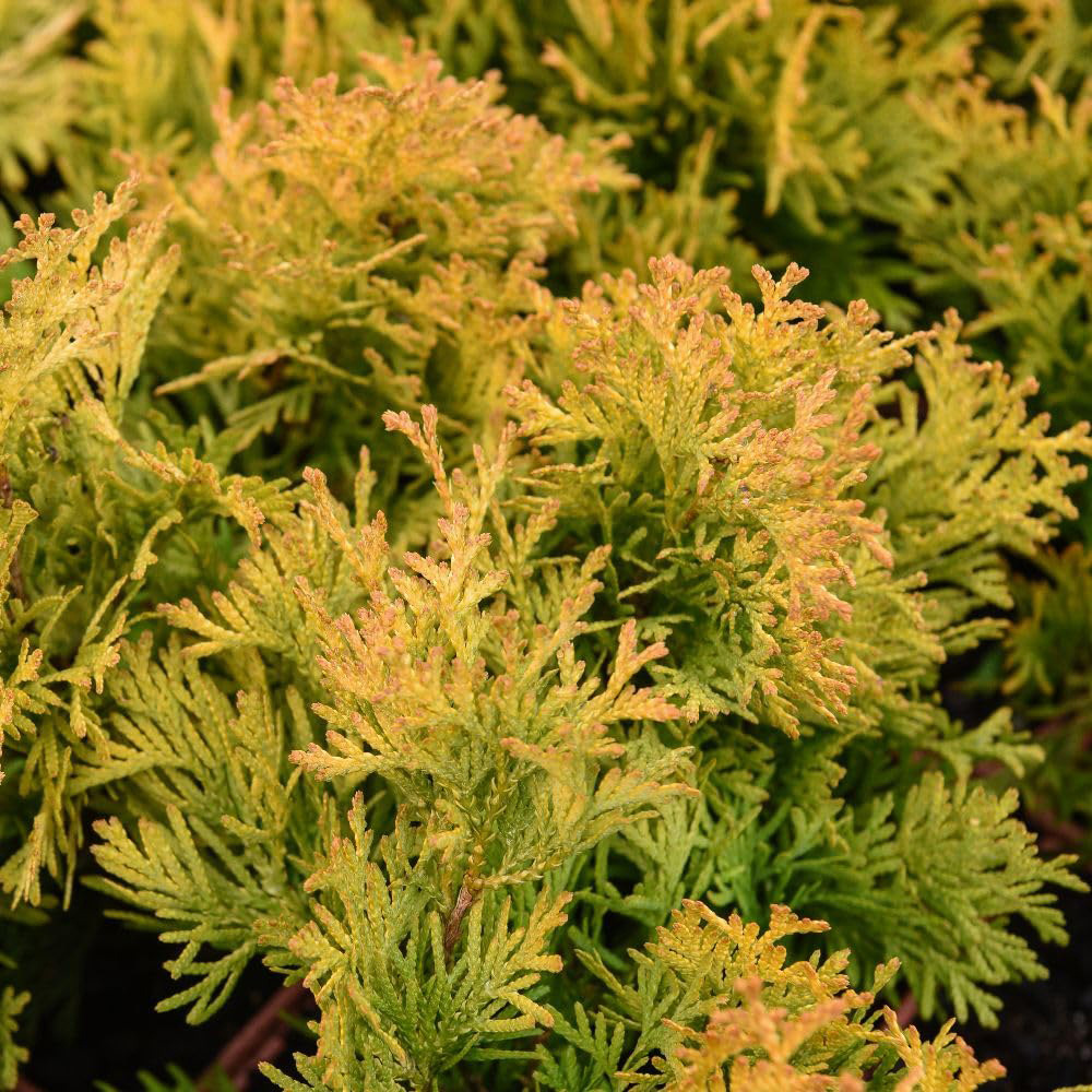 Thompson and Morgan Nurserymans Choice Conifer Plant Pot 9cm 3 Pack Image 6
