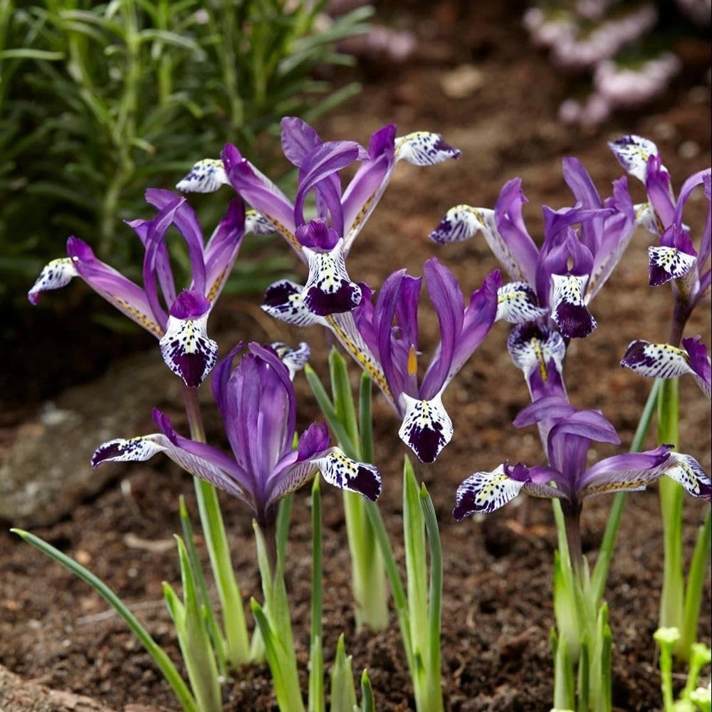 Thompson and Morgan Iris Reticulata Spot On Autumn Planting Bulb 32 Pack Image 3