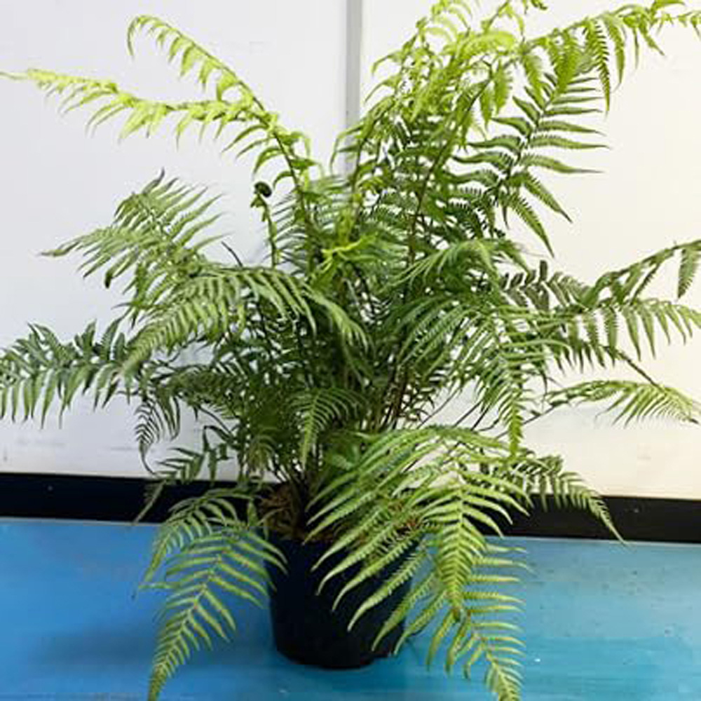 Thompson and Morgan Dicksonia Antarctica Australian Fern Tree Pot 10L 2 Pack Image 1