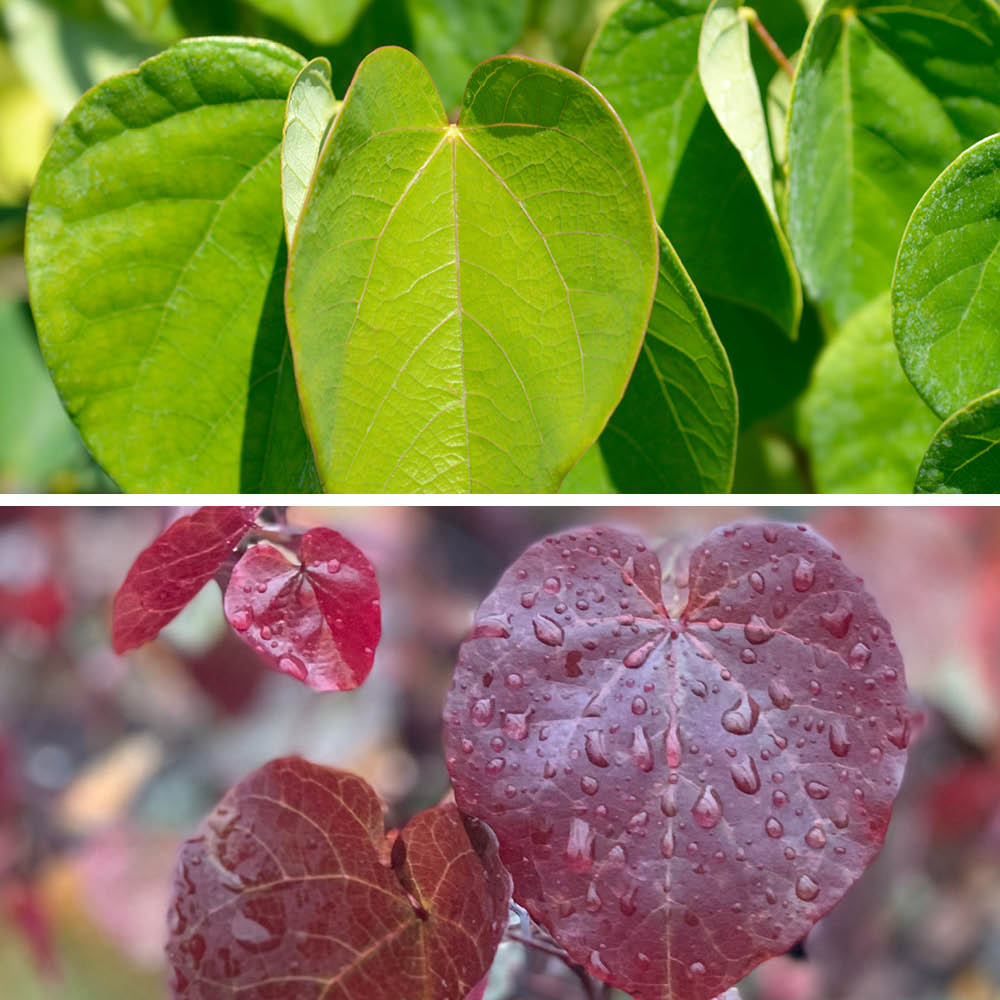 YouGarden Premium Cercis Collection Plant Pot 9cm 2 Pack Image 1