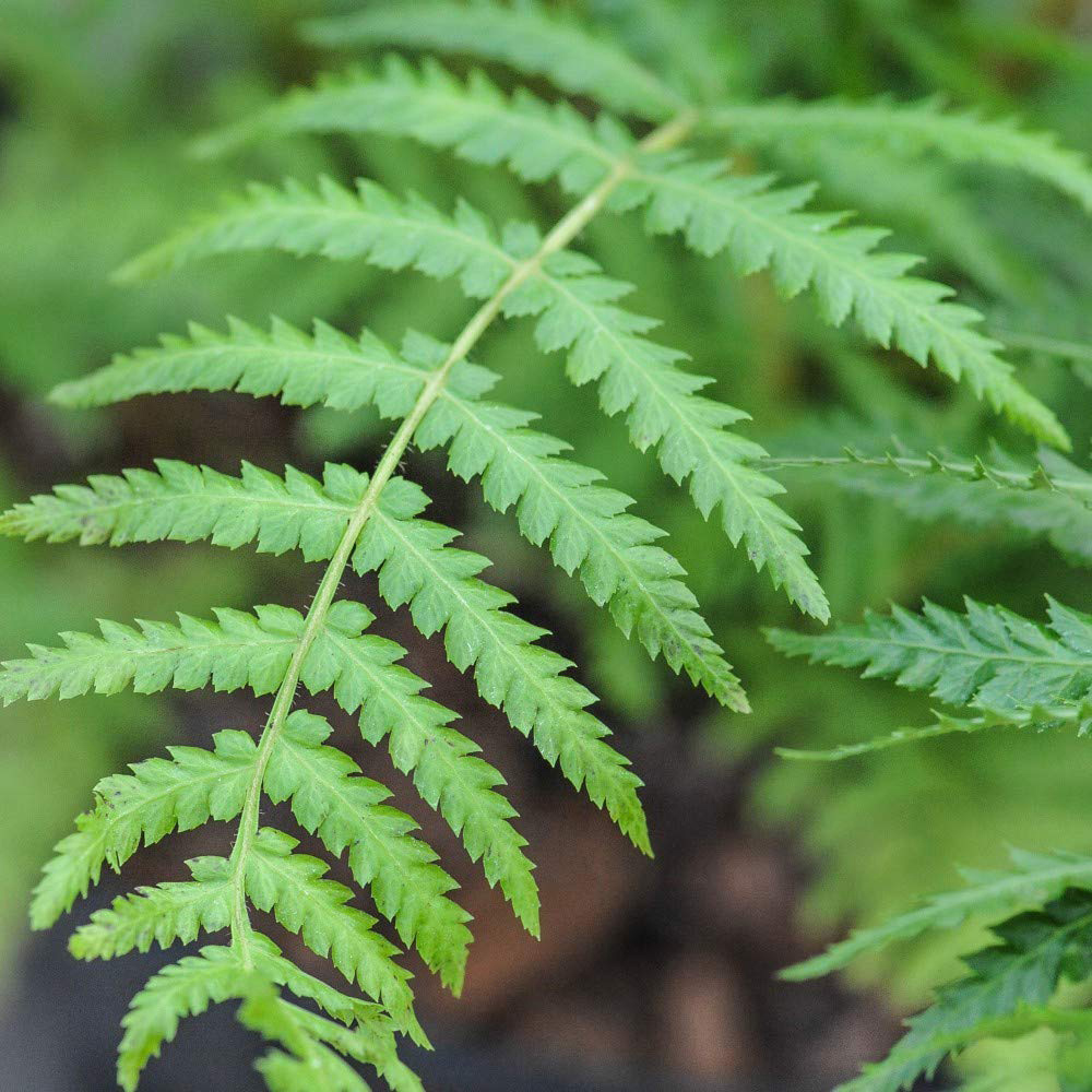Thompson and Morgan Dicksonia Antarctica Australian Fern Tree Trunk 2ft Image 1