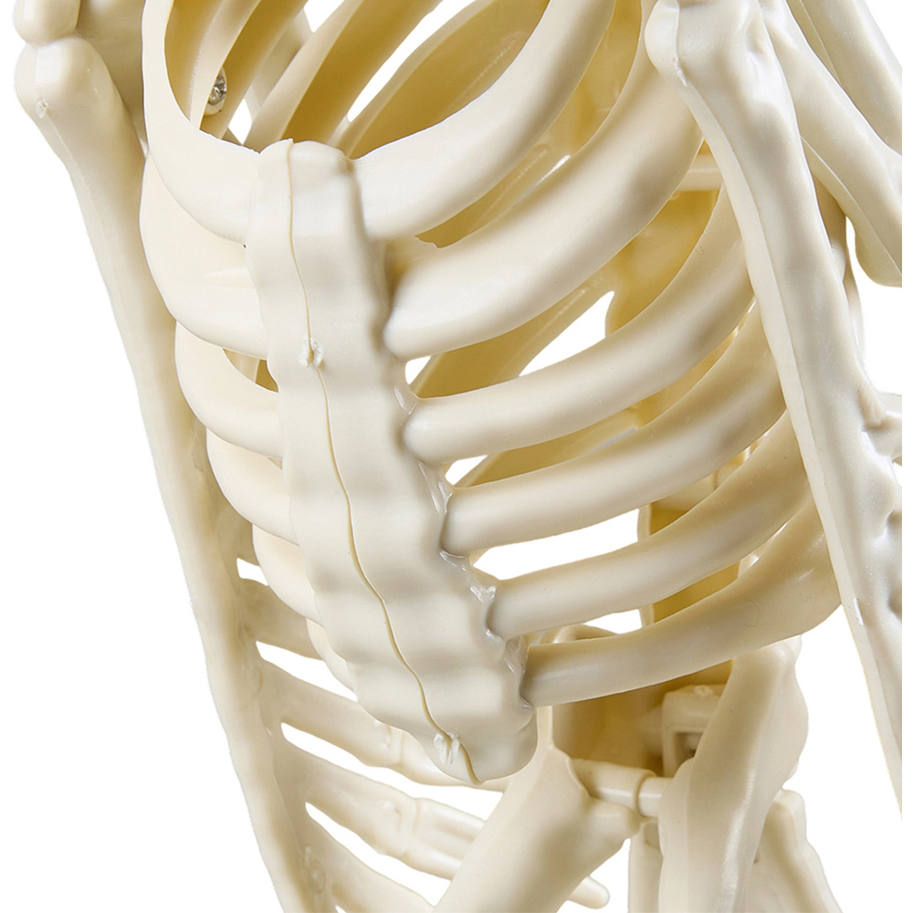 Living and Home Cream White Spooky Owl Skeleton Bone Statue Halloween Figurine 31.5cm Image 3