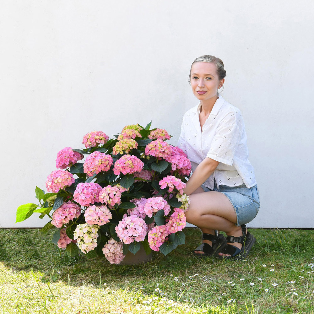 Thompson and Morgan Hydrangea Macrophylla Bouquet Rose Plant in Pot 25L Image 2