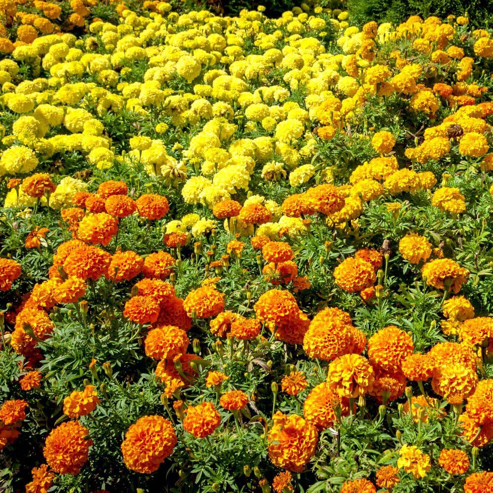 Thompson and Morgan Marigold Marvel Mix Garden Ready Plant 30 Pack Image 8