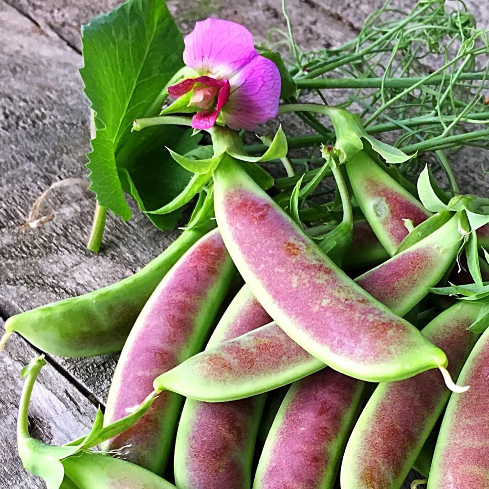 Thompson and Morgan Pea Spring Blush Mangetout and Sugar Snap Multi-Sown Plant 15 Cell Tray Image 3