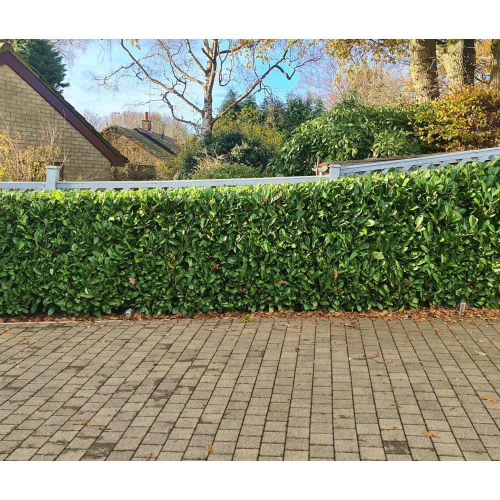 Inspirational Gifting Laurel Evergreen Bare Root Hedge Plant 3-4ft 5 Pack Image 6