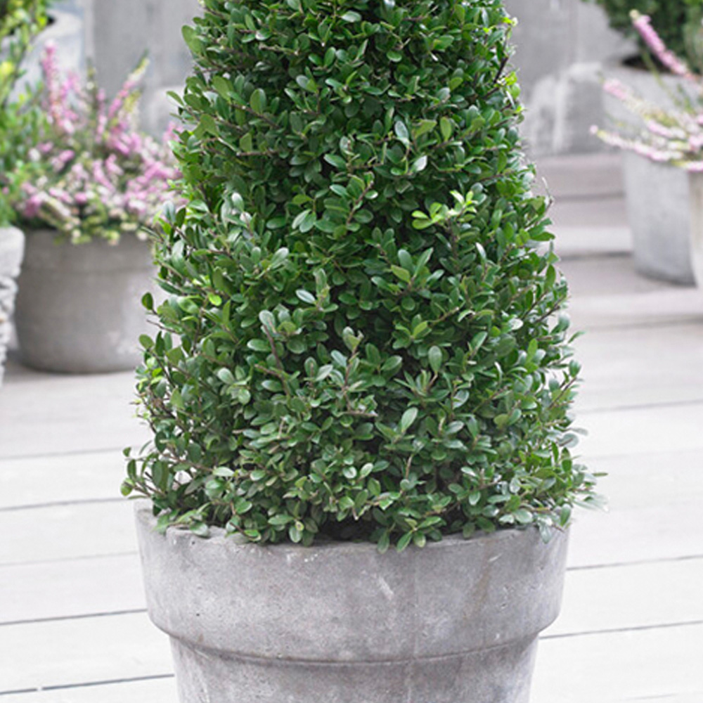 YouGarden Japanese Holly Pyramid Ilex Crenata Plant Image 2