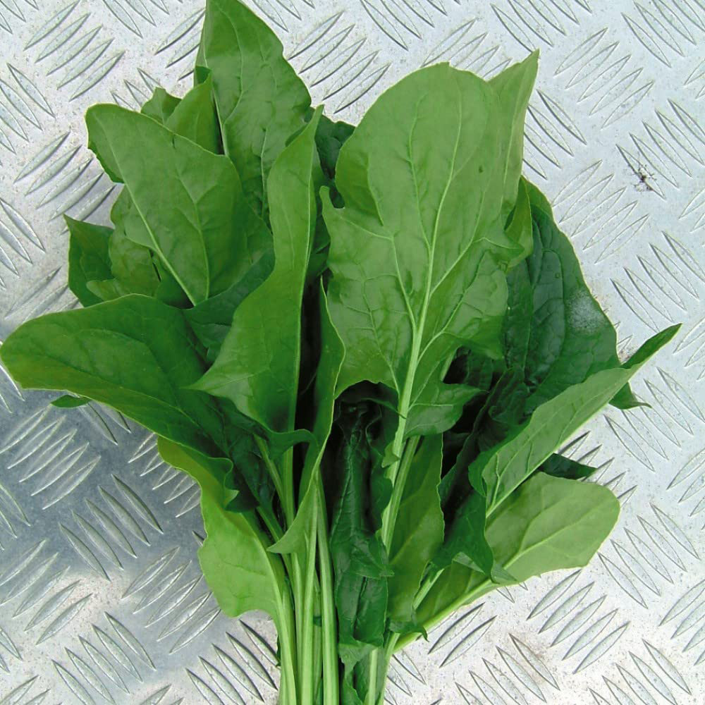 Thompson & Morgan Spinach Mikado F1 Hybrid Seeds Image