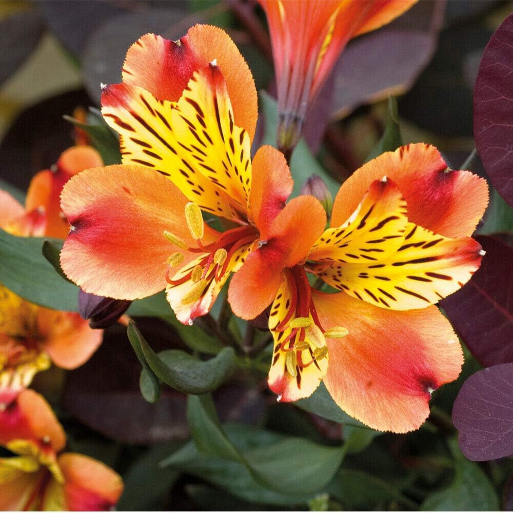 Thompson and Morgan Alstroemeria Summer Duo Jumbo Plug Plant 2 Pack Image 6