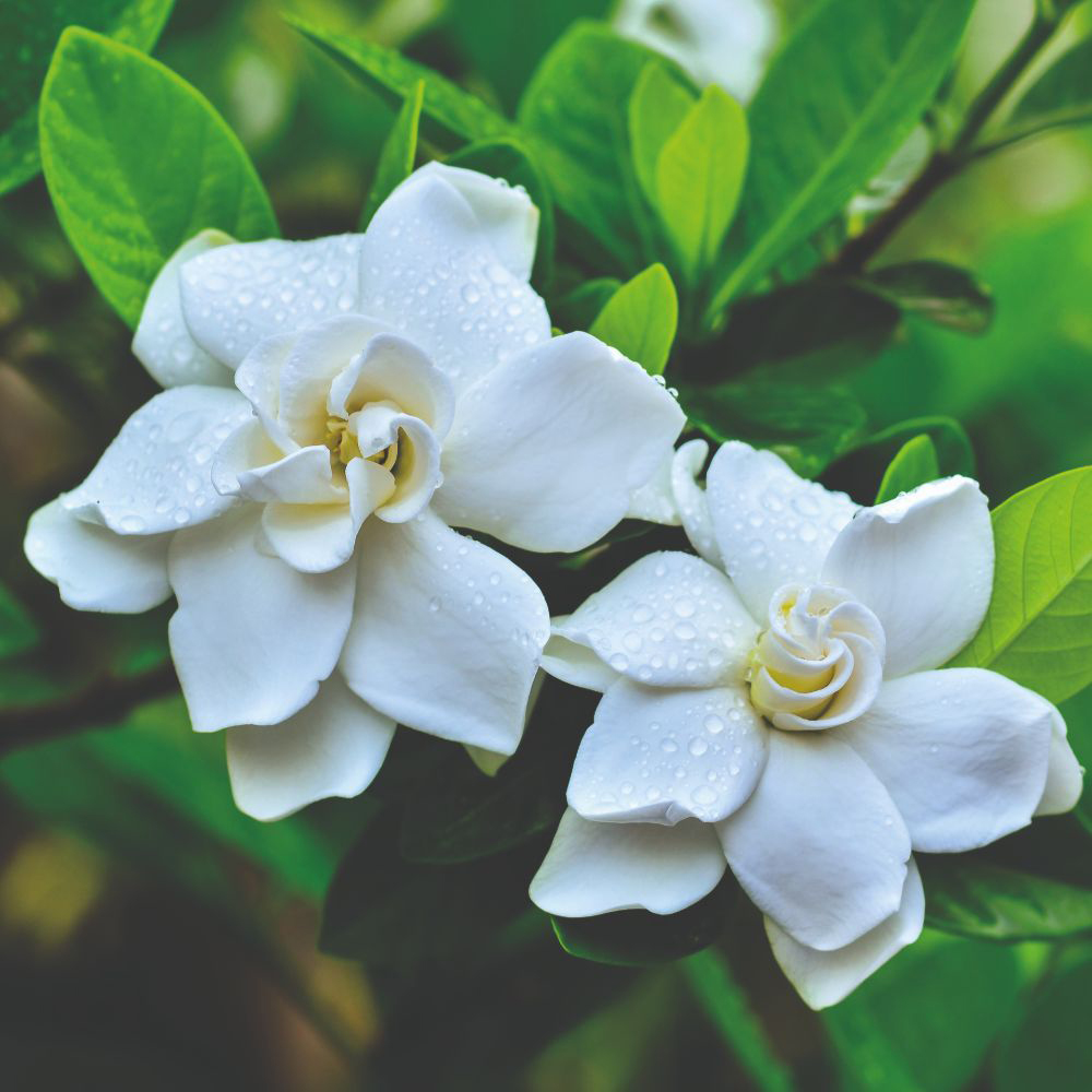 Thompson and Morgan Gardenia Jasminoides Crown Jewel Plant Pot 9cm 2 Pack Image 1