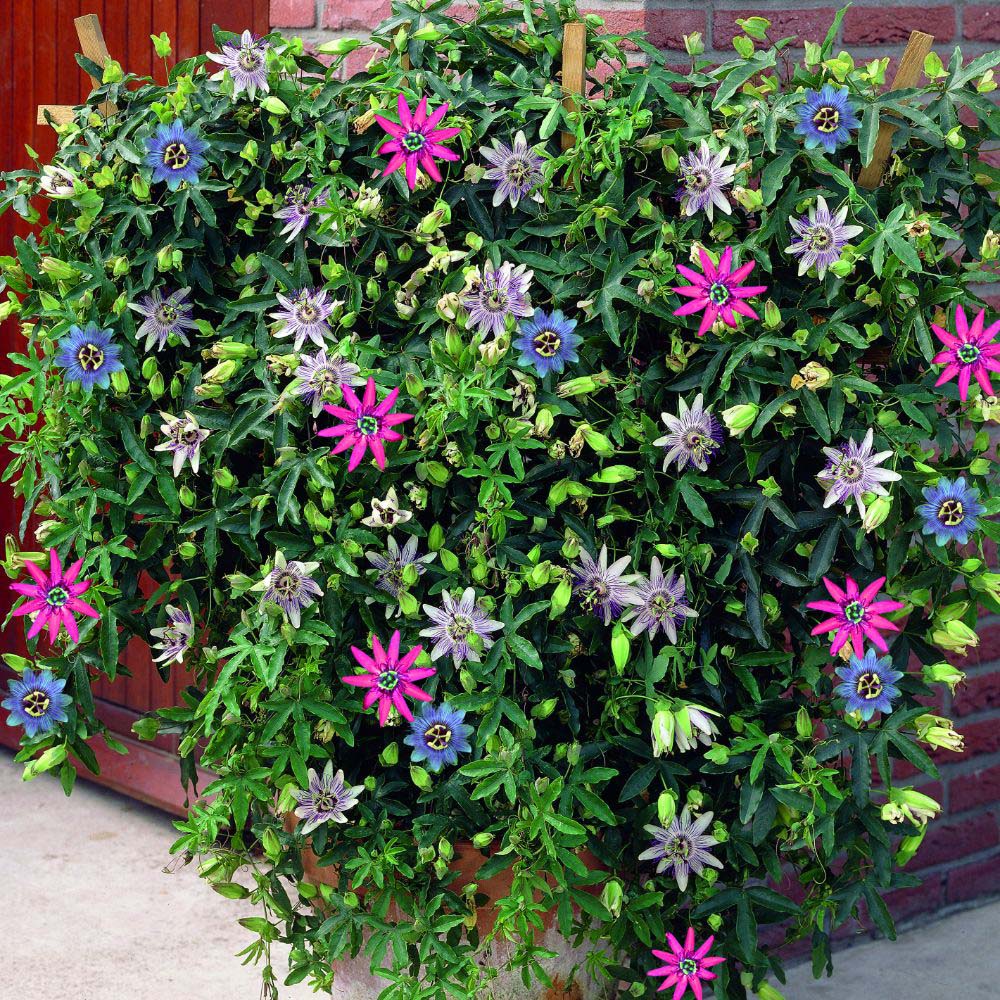 Thompson and Morgan Passiflora Passion Flower Tricolour Plant Pot 12cm 2 Pack Image 2